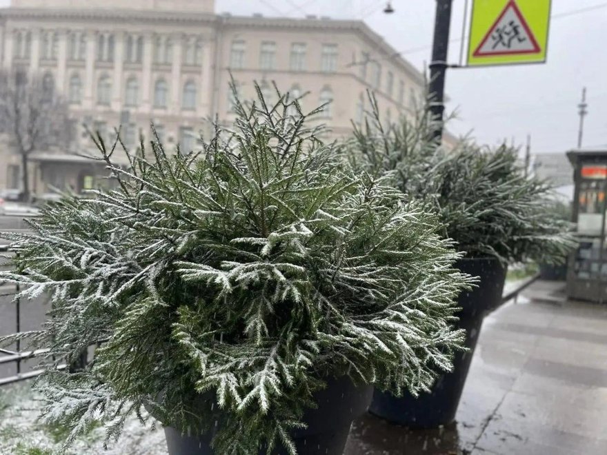 Ёлочки заполоняют улицы Петербурга — они появились на Невском, Каменноостровском и Ленинском проспектах и не только.