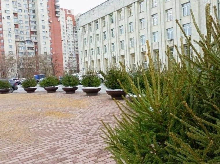Ёлочки заполоняют улицы Петербурга — они появились на Невском, Каменноостровском и Ленинском проспектах и не только.
