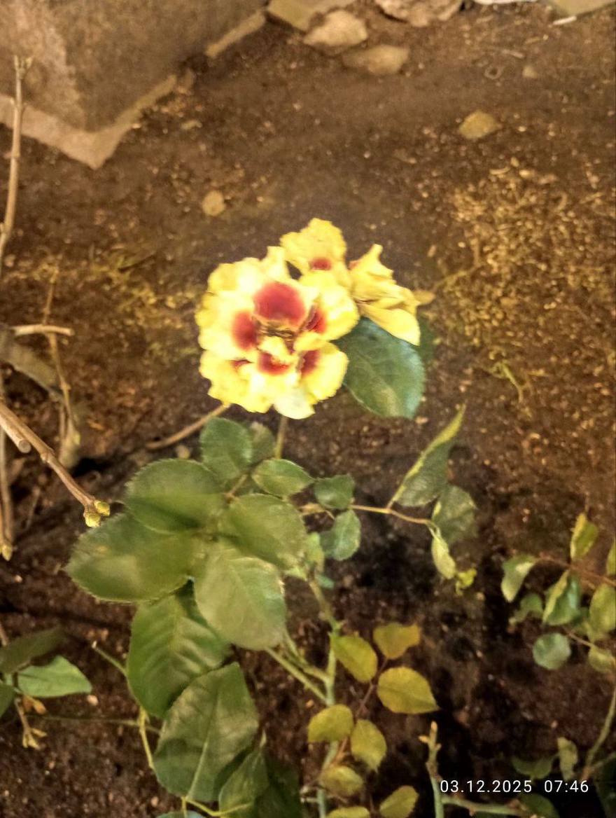 Декабрьские розы зацвели на Васильевском острове.