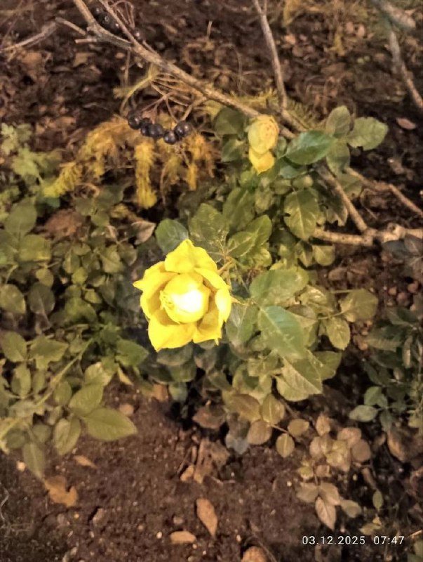 Декабрьские розы зацвели на Васильевском острове.