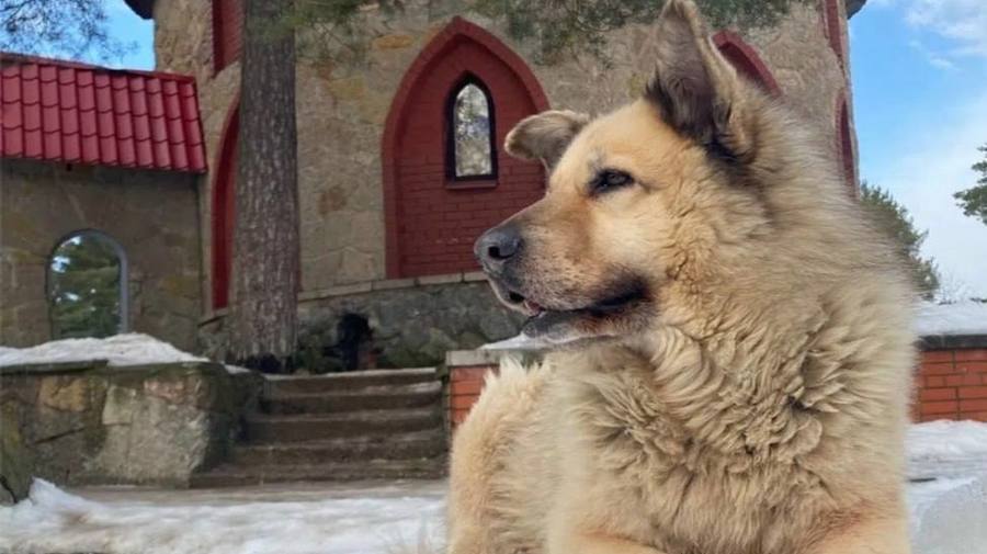В Сосновом Бору умер любимец горожан