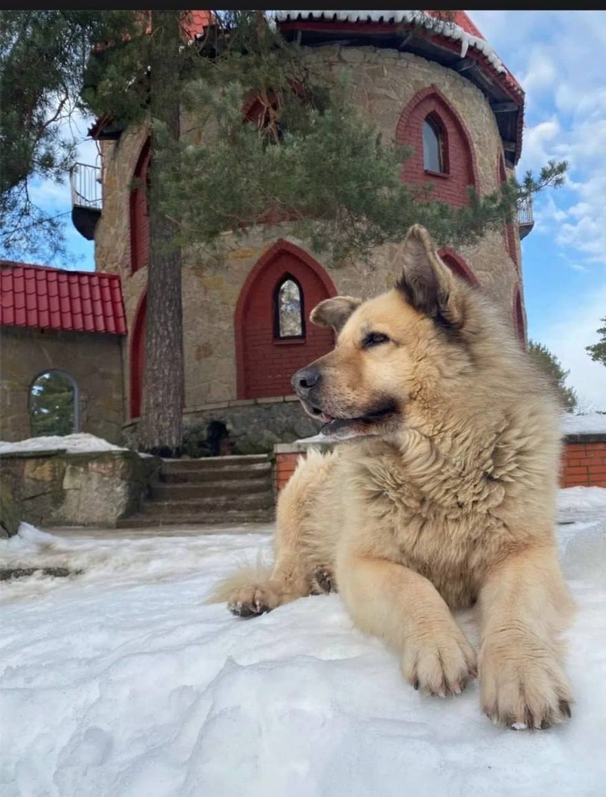 В Сосновом Бору умер любимец горожан