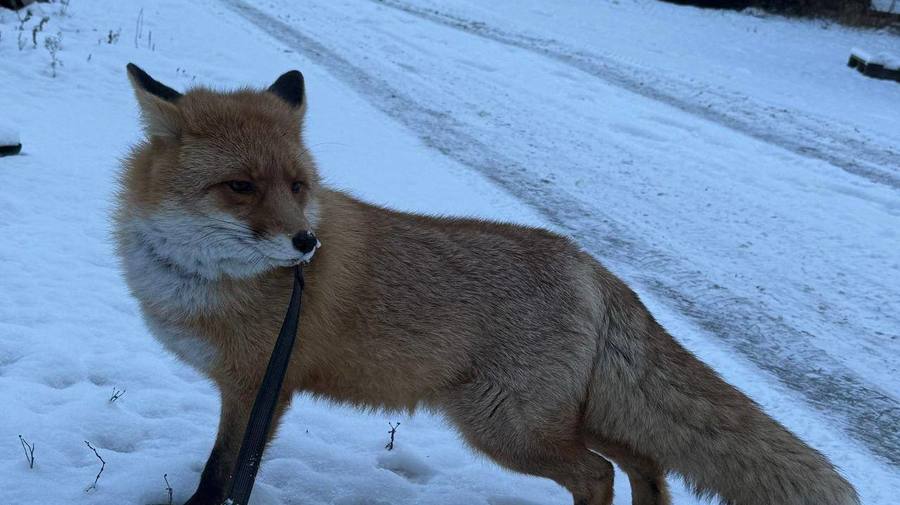 В Петербурге разыскивают домашнюю лисичку, которая вырвалась на свободу.