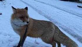 В Петербурге разыскивают домашнюю лисичку, которая вырвалась на свободу.