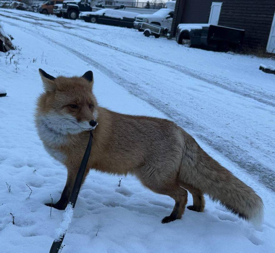 В Петербурге разыскивают домашнюю лисичку, которая вырвалась на свободу.