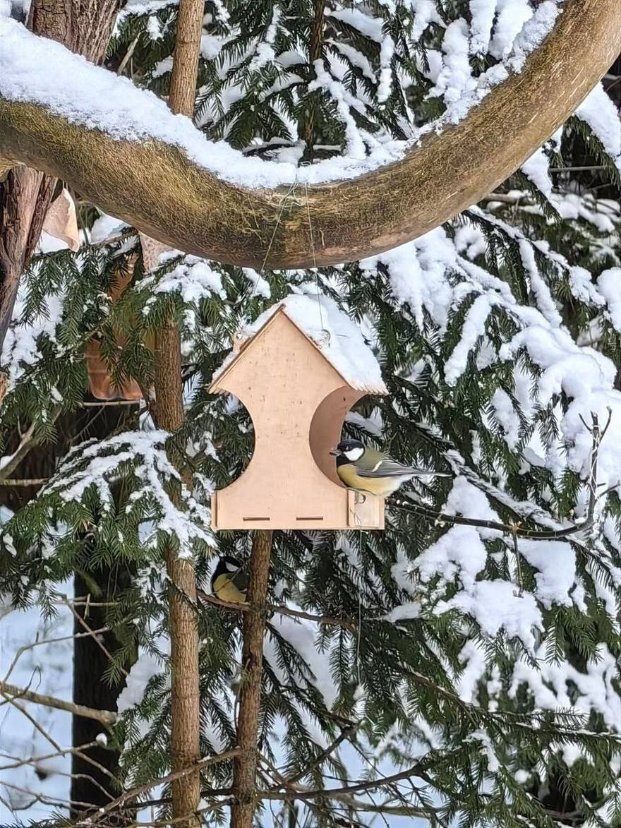 В Пискарёвском лесопарке дали старт зимним орнитологическим прогулкам