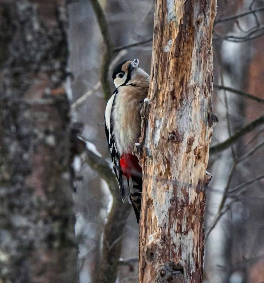 В Пискарёвском лесопарке дали старт зимним орнитологическим прогулкам
