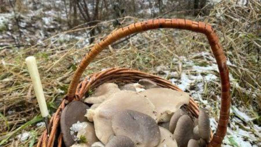 Зимние дары природы собирают большими корзинами в лесах Ленобласти.