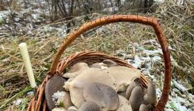 Зимние дары природы собирают большими корзинами в лесах Ленобласти.