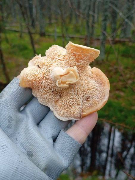 Зимние дары природы собирают большими корзинами в лесах Ленобласти.