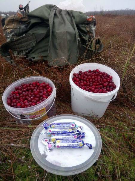 Зимние дары природы собирают большими корзинами в лесах Ленобласти.