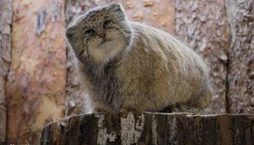 Манул Шу из Ленинградского зоопарка наконец обрёл идеальную зимнюю фигуру и завершил зажировку