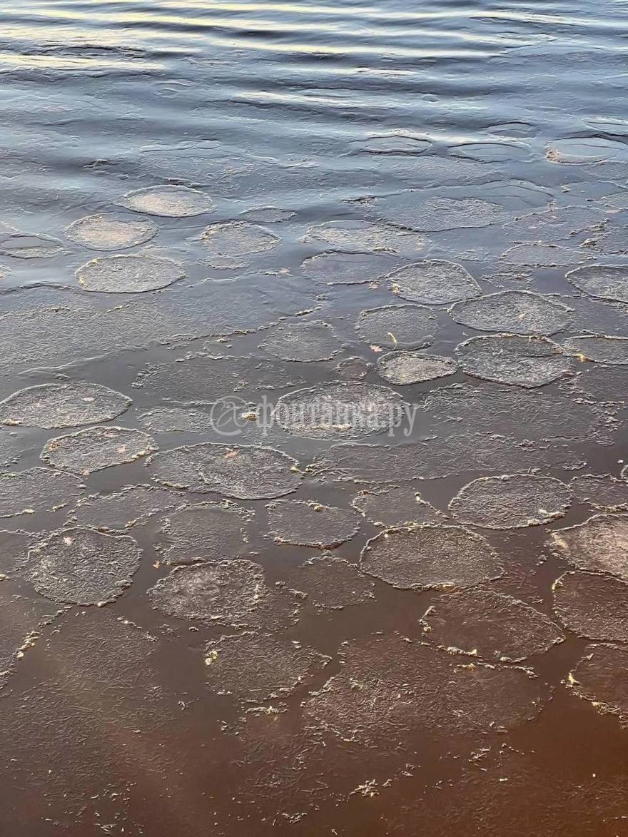 Ледяные «блинчики» заметили на Финском заливе