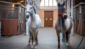 Накануне Года лошади у пони Карамельки в Царском Селе появился друг Серёжа, жеребец из Ленобласти. 