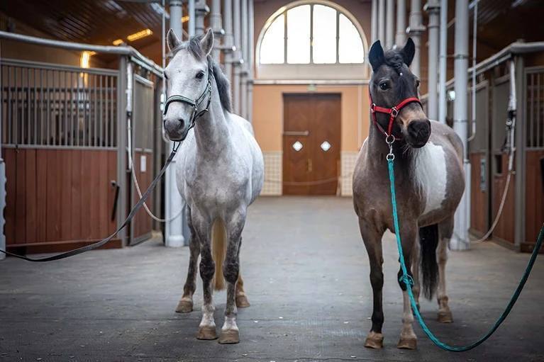 Накануне Года лошади у пони Карамельки в Царском Селе появился друг Серёжа, жеребец из Ленобласти. 