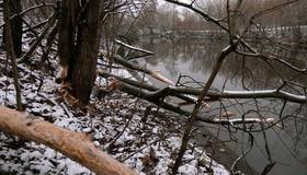 Семейная пара бобров поселилась на реке Таракановка — там массово находят погрызенные и поваленные деревья.
