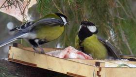 В морозы россиянам советуют подкармливать птиц несолёным салом