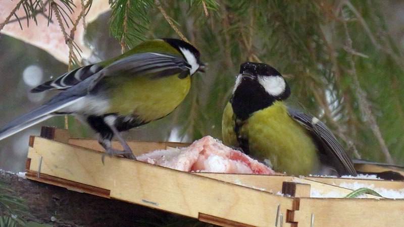 В морозы россиянам советуют подкармливать птиц несолёным салом