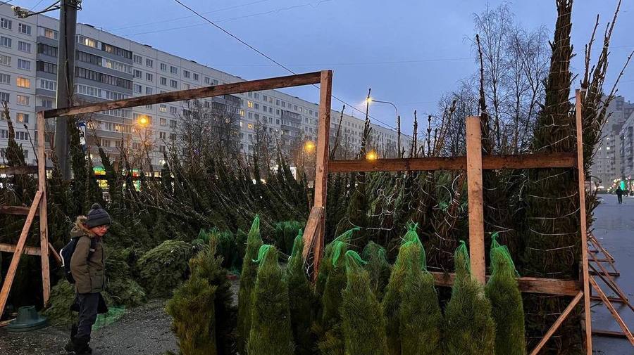 Ёлочные базары начали работать в Петербурге