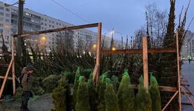 Ёлочные базары начали работать в Петербурге