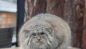 У манула Шу из Ленинградского зоопарка скоро появится пара — невеста по кличке Пепе приедет из Барнаула уже в январе.  