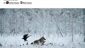 В Финляндии сообщили, что российских волков обвиняют в убийстве оленей Санта-Клауса.  