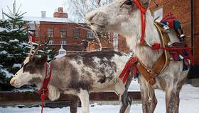 Северные олени приедут в Брусницын 27 и 28 декабря. За ними можно будет понаблюдать и сделать сказочные фото.