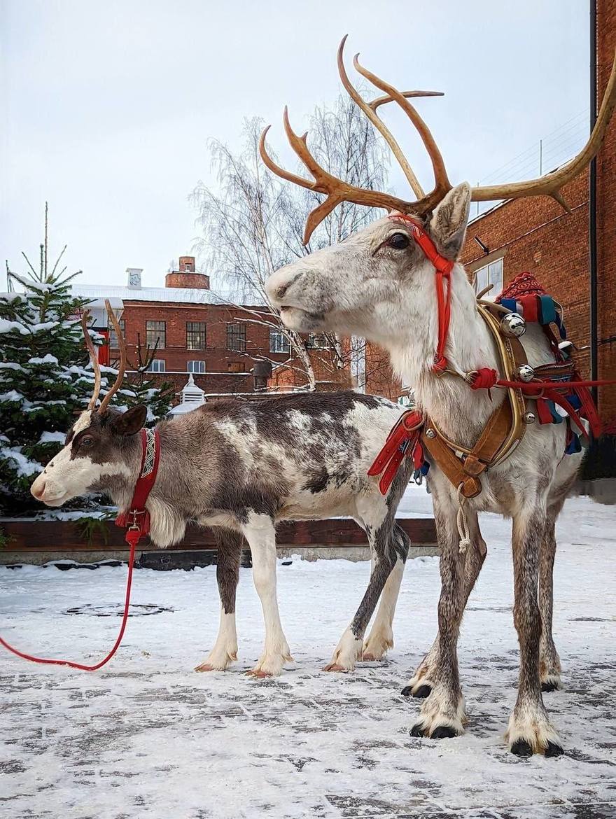 Северные олени приедут в Брусницын 27 и 28 декабря. За ними можно будет понаблюдать и сделать сказочные фото.