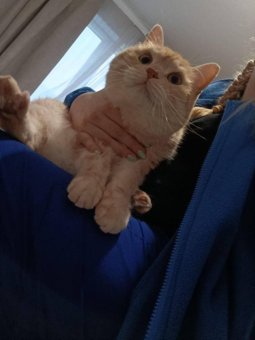 Милота дня: сотрудники скорой помощи в Ленобласти поделились снимакми котиков, которые встречают их на вызовах.