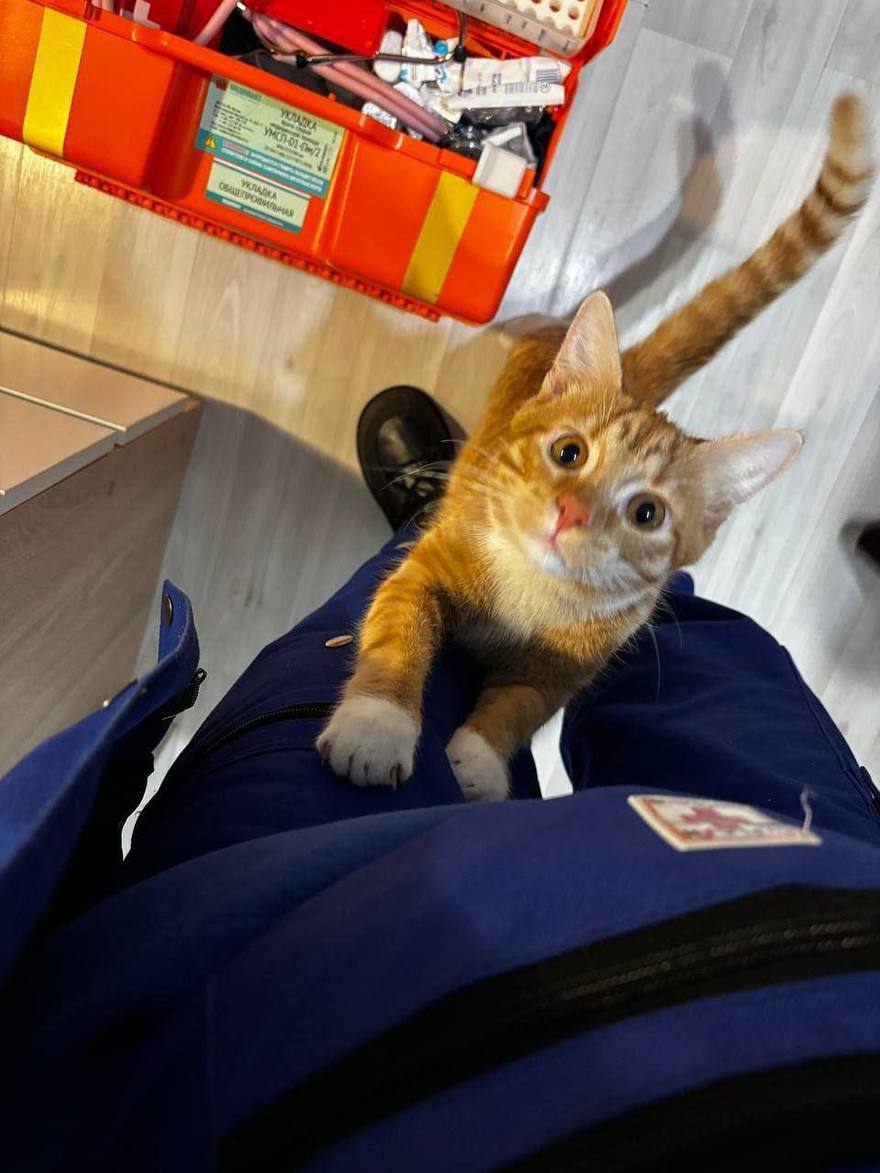 Милота дня: сотрудники скорой помощи в Ленобласти поделились снимакми котиков, которые встречают их на вызовах.