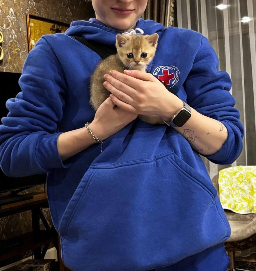 Милота дня: сотрудники скорой помощи в Ленобласти поделились снимакми котиков, которые встречают их на вызовах.