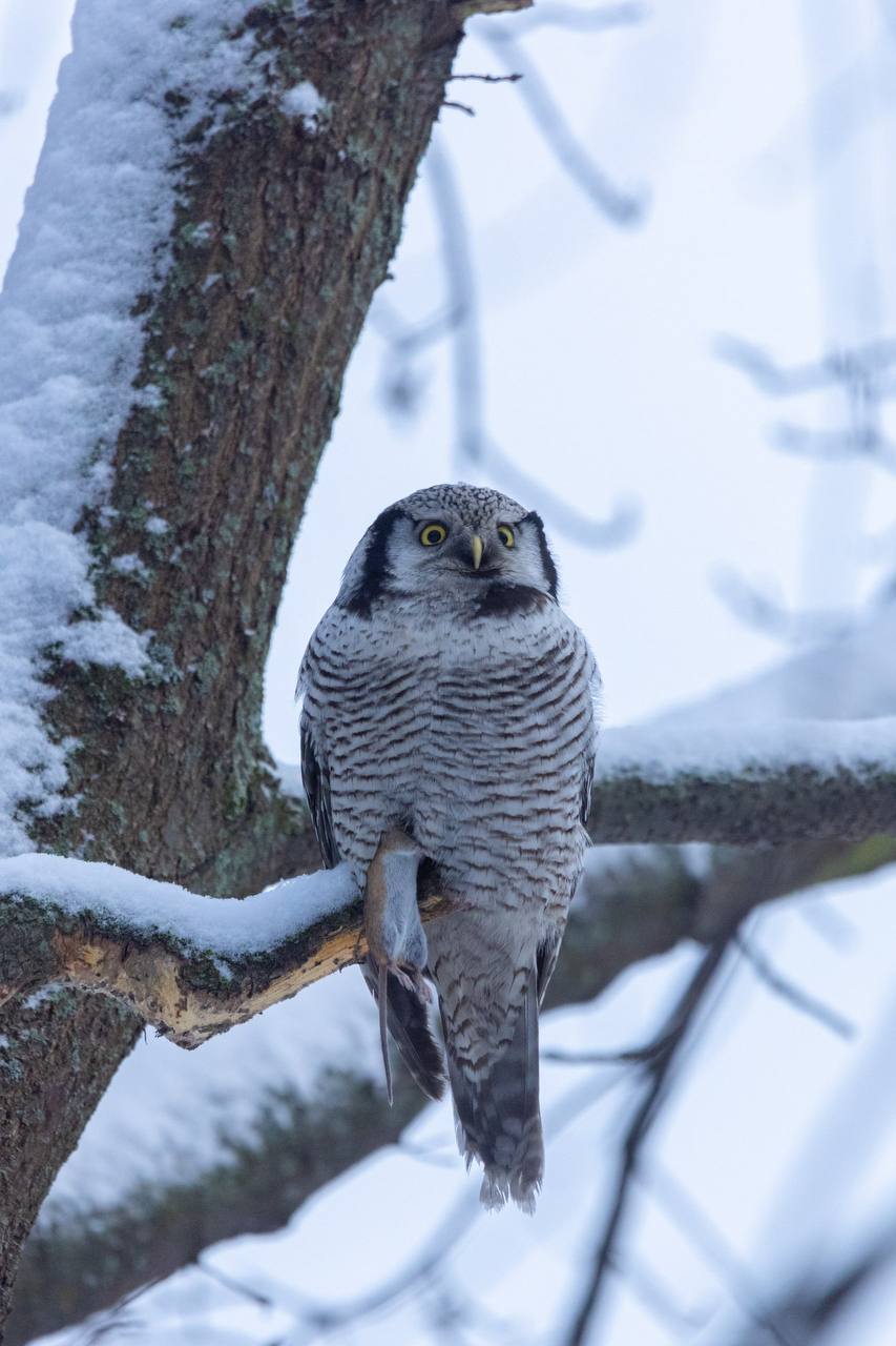 Краснокнижную ястребиную неясыть заметили в парке в центре Петербурга
