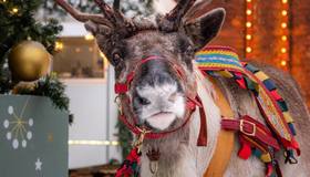 Северные олени вернутся в «Брусницын» 7 января 