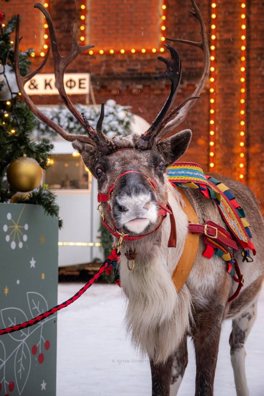 Северные олени вернутся в «Брусницын» 7 января 