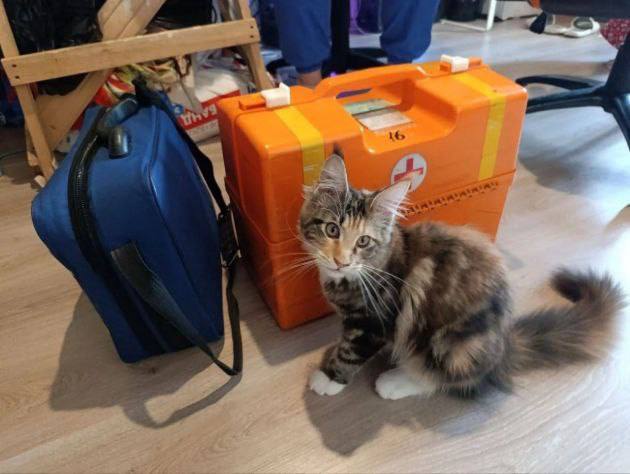 Ветеринары в Ленобласти показали первых пушистых пациентов 2026 года.