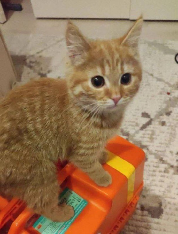 Ветеринары в Ленобласти показали первых пушистых пациентов 2026 года.