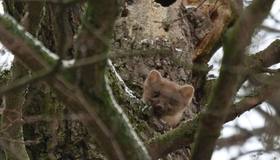 Лесная куница поселилась на Елагином острове