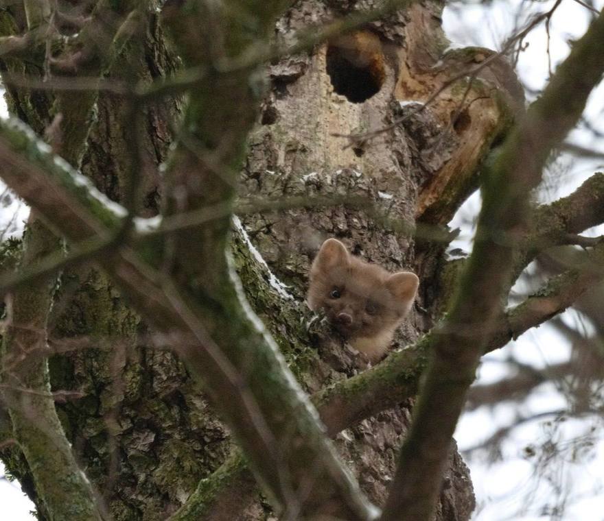 Лесная куница поселилась на Елагином острове
