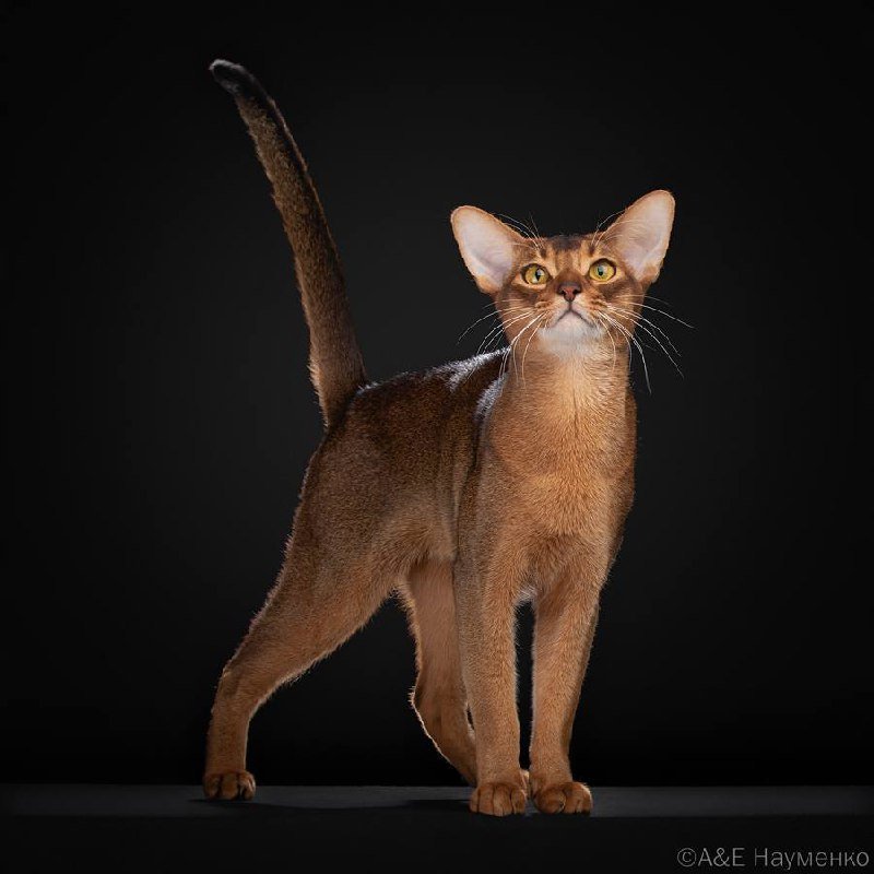 Российский абиссинский кот Дарлен Флёр Далмор Блэк стал лучшим в мире