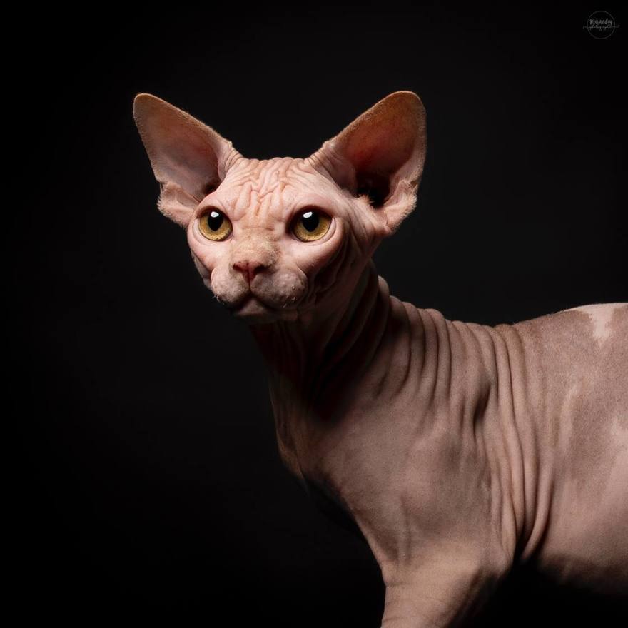 Российский абиссинский кот Дарлен Флёр Далмор Блэк стал лучшим в мире