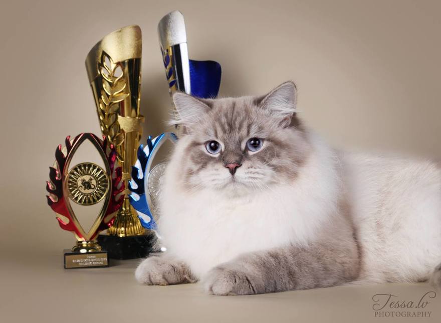 Российский абиссинский кот Дарлен Флёр Далмор Блэк стал лучшим в мире