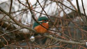 Тропического красавца — голубого зимородка — заметили в парке Петербурга. 