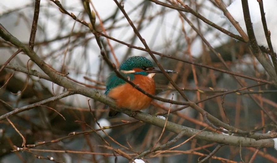 Тропического красавца — голубого зимородка — заметили в парке Петербурга. 