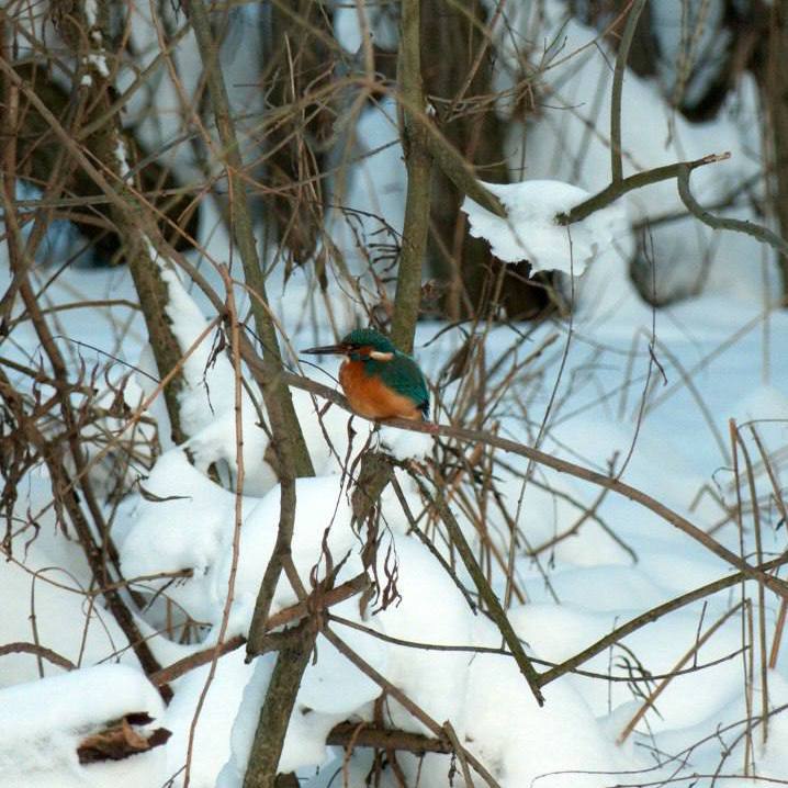 Тропического красавца — голубого зимородка — заметили в парке Петербурга. 