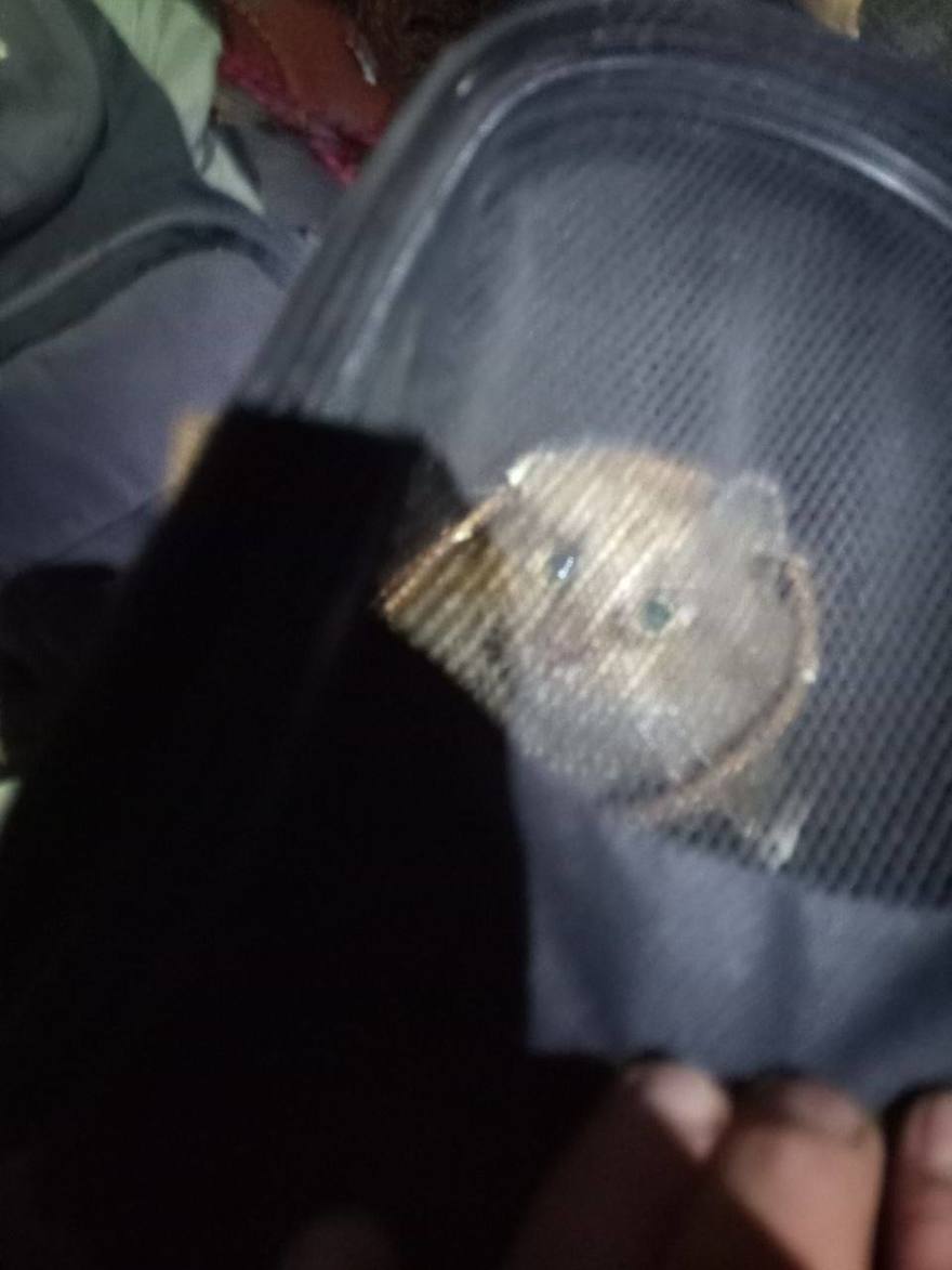 Волонтёры спасли кота, который 18 дней просидел в вентиляции дома на улице Чайковского.