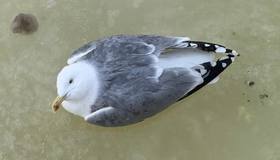 Вмёрзшую в лёд чайку спасают на реке Мойке. Петербуржцы уже вызвали спасателей.