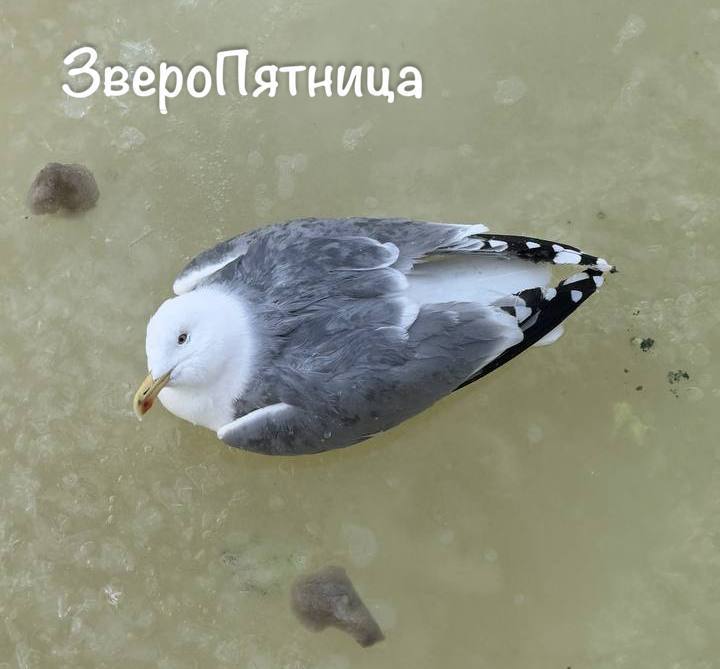 Вмёрзшую в лёд чайку спасают на реке Мойке. Петербуржцы уже вызвали спасателей.