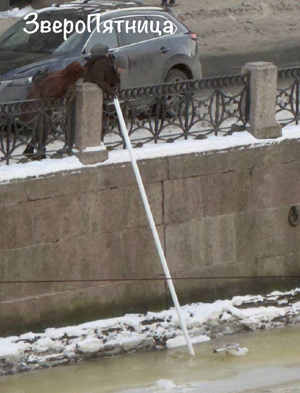 Вмёрзшую в лёд чайку спасают на реке Мойке. Петербуржцы уже вызвали спасателей.