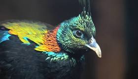 Пополнение в Ленинградском зоопарке: прибыли яркие гималайские моналы