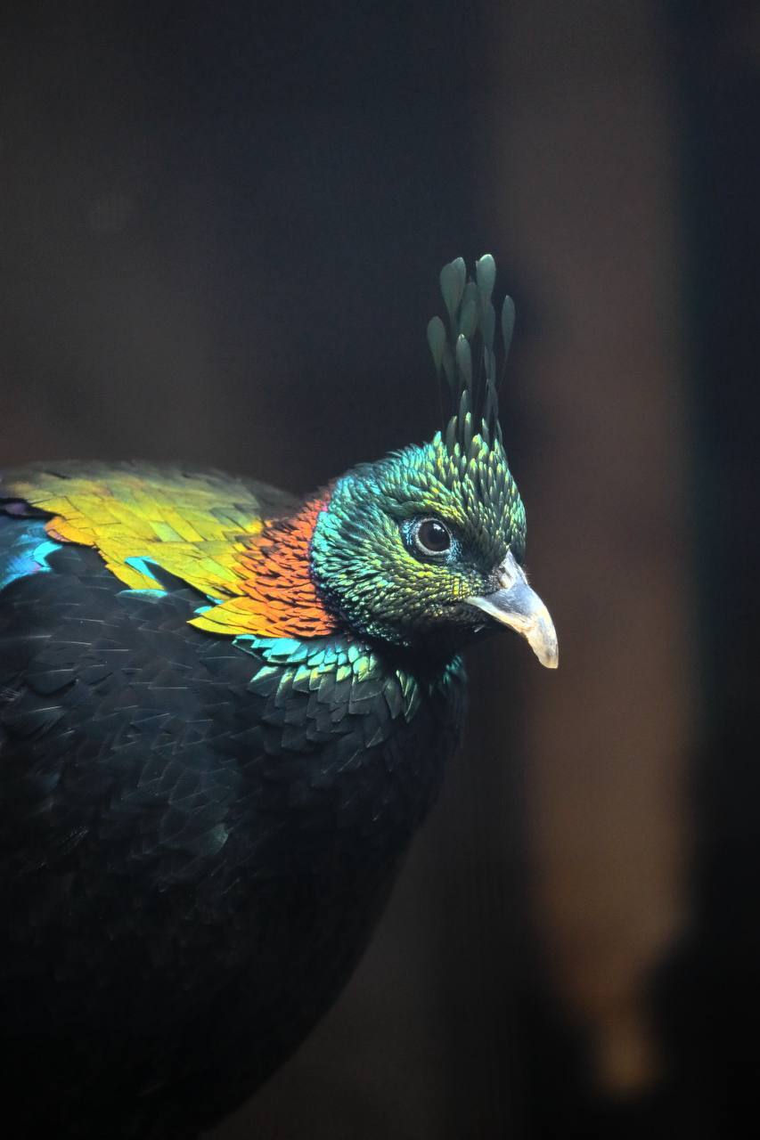 Пополнение в Ленинградском зоопарке: прибыли яркие гималайские моналы